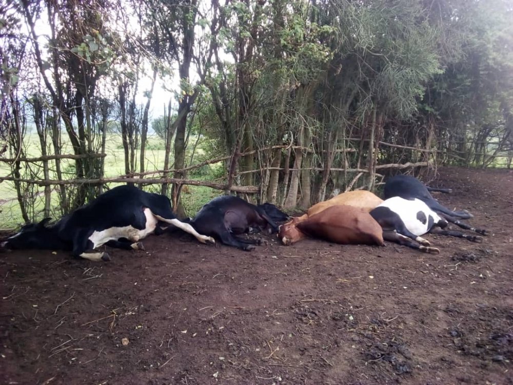 Lightning struck the six cows dead in Nyagatare on Thursday 22nd September 2022 during heavy downpour.