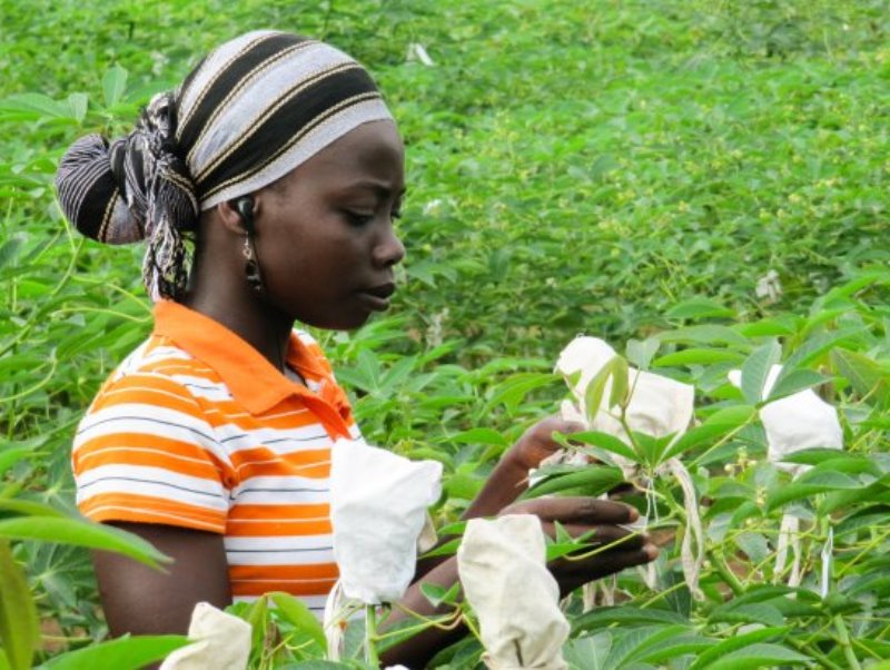 HarvestPlus has pioneered a simple but transformative way to increase the nutritional value of staple food crops, such as sweet potatoes, beans, maize, and cassava.