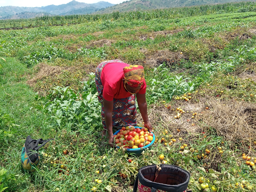 A farmer harvesting tomatoes in Gisagara District, Southern Province. Photo Theophile Niyitegeka