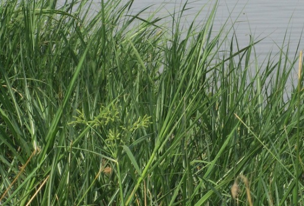 Residnets claim to have attended to the gardens since March, planted reeds and watered them but received no payment