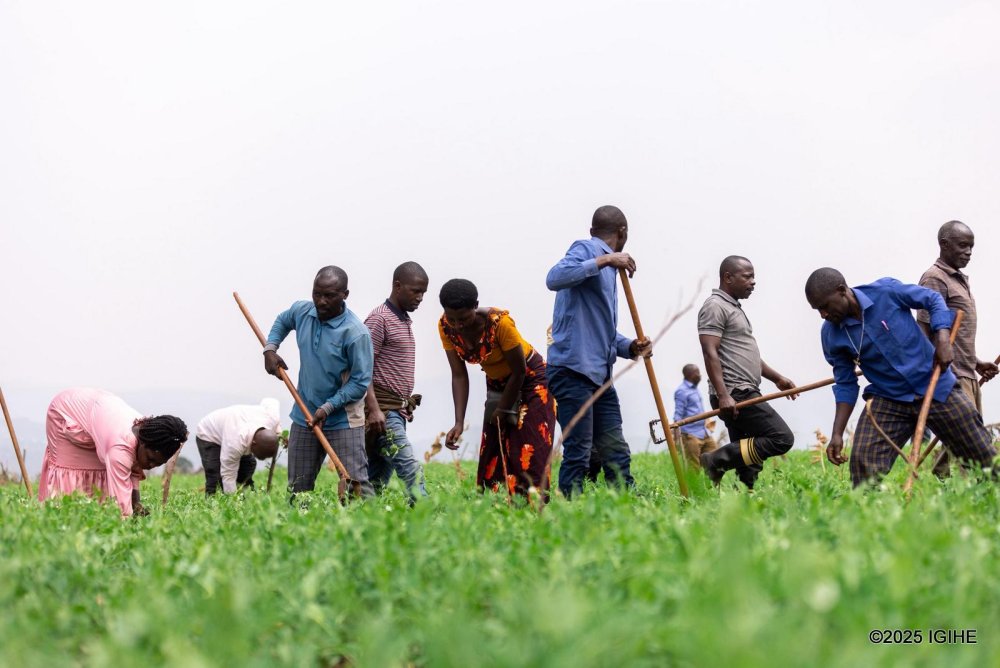 The Nasho Irrigation Cooperative (NAICO) has 2,099 members farming 1,173 hectares with 63 rotating irrigation machines.