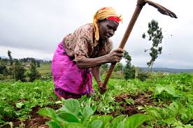 Agriculture is believed to play a key role in enhancing Africa's economic growth.