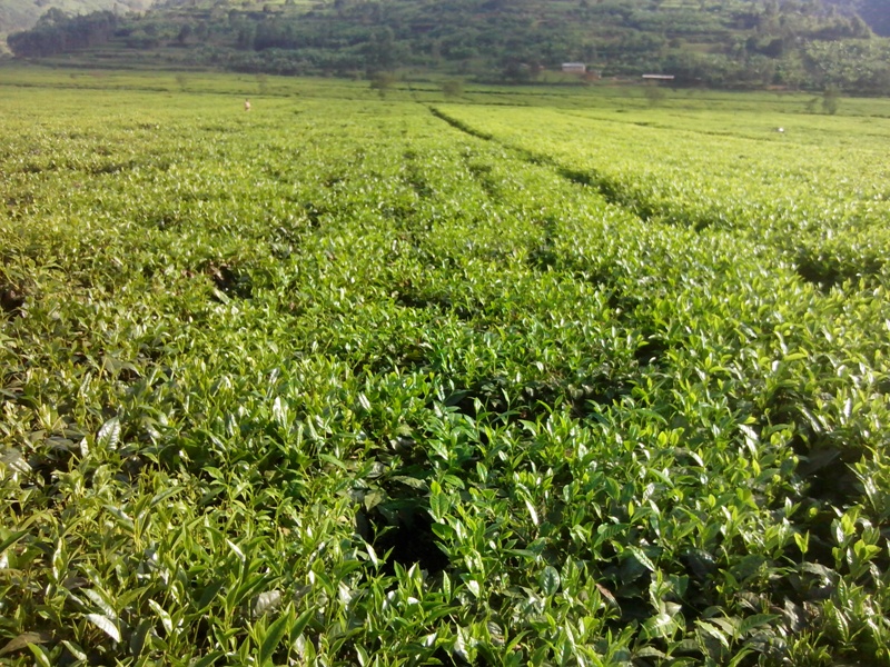 Tea plantations in Rulindo district
