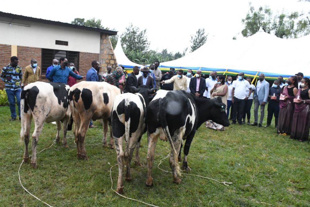 The four cows were handed over to beneficiaries on Sunday.