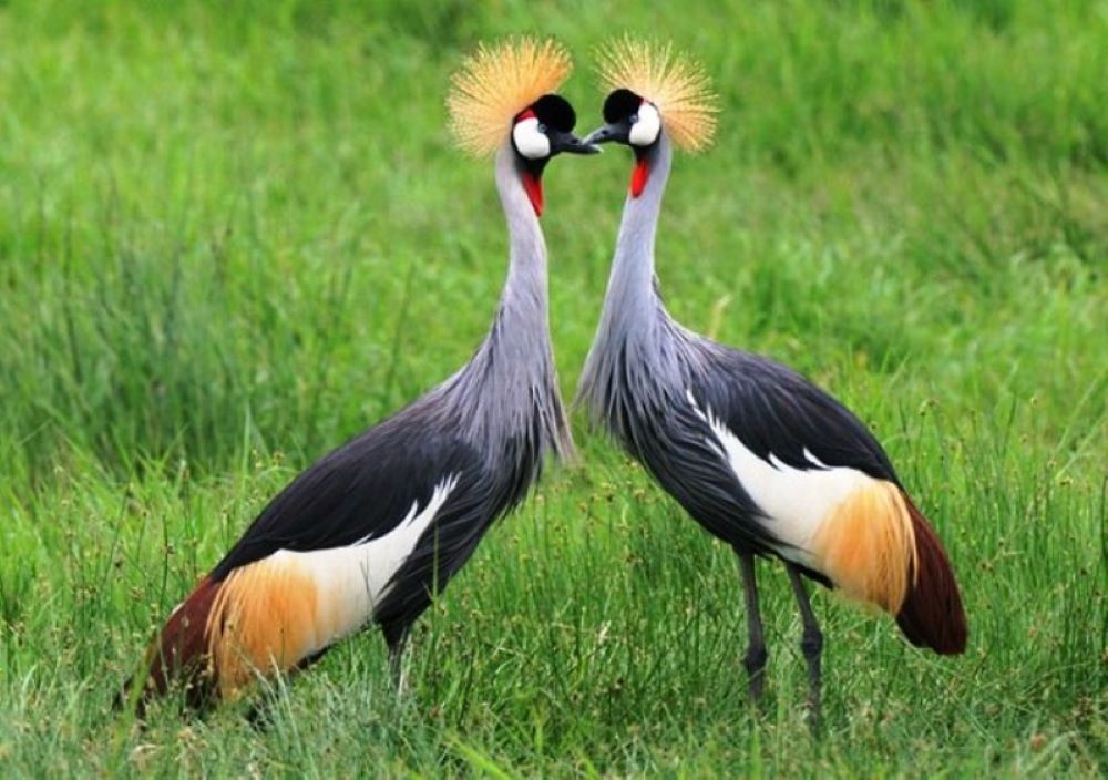For a close encounter with rescued Grey-crowned Cranes, Umusambi Village in Kabuga, Kigali City is a must-visit.
