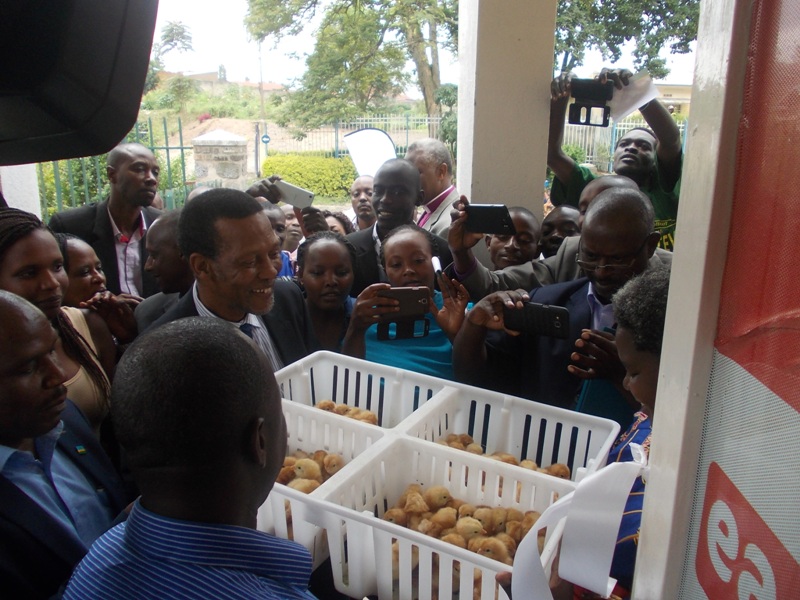 Attendants of the hatchery launch looking at incubators of chicks