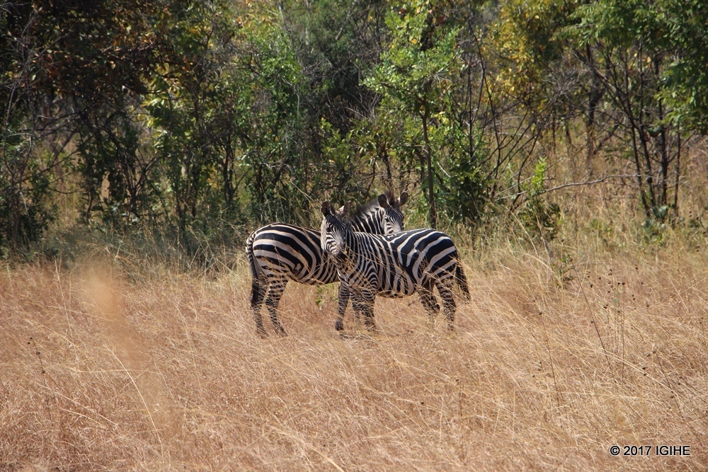 Rwanda’s tourism strategy has always focused on two important areas, sustainability through responsible tourism and conservation and community involvement.