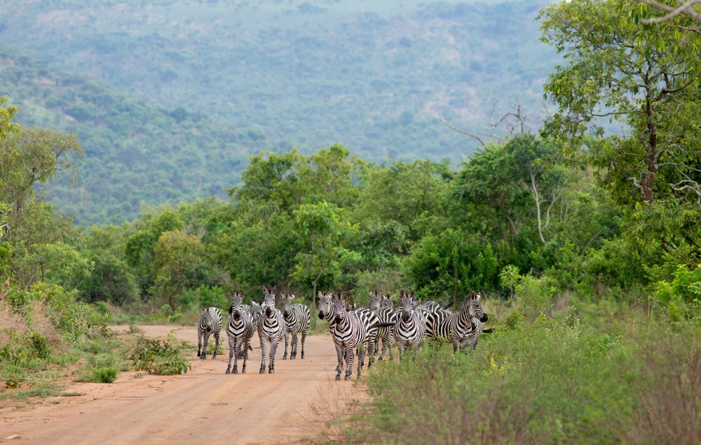 Akagera National Park has been nominated for the World Travel Awards, a global recognition that celebrates excellence in the tourism industry.
