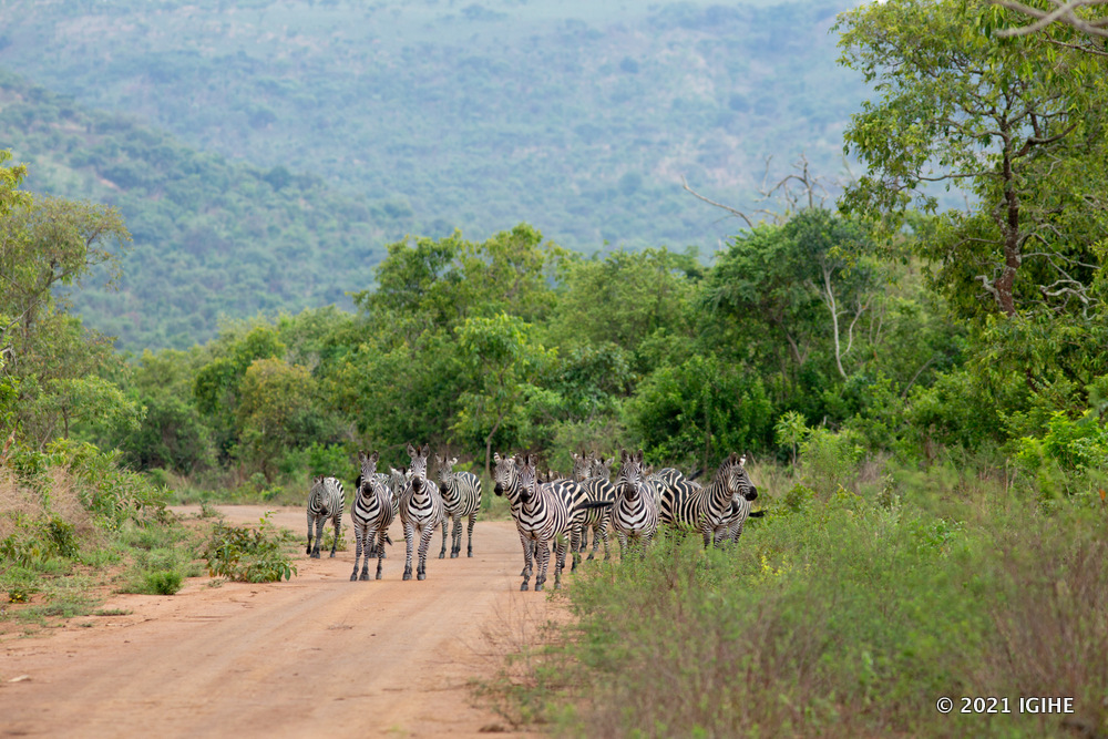 Zebras in Akagera National Park. Rwanda shares 10% of tourism revenues through community projects in the surroundings of national parks.