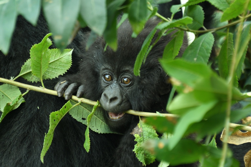 The Rwanda Development Board has announced that the 16th Kwita Izina Gorilla Naming Ceremony will be held virtually on World Gorilla Day, on 24 September 2020.