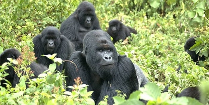 Mountain gorillas have moved from being critically endangered to now being classified as endangered.
