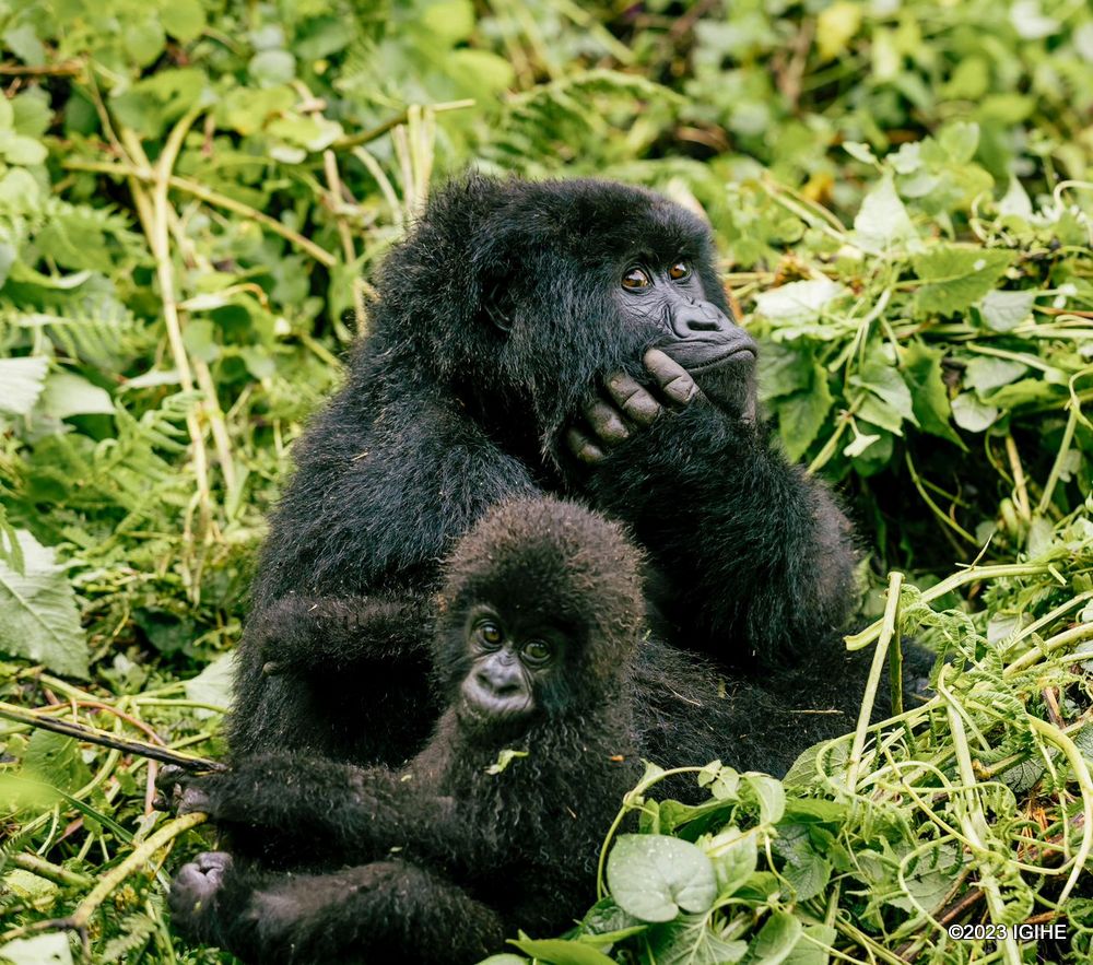 Over the last fifteen years, more than 350 mountain gorillas have been named in Rwanda.