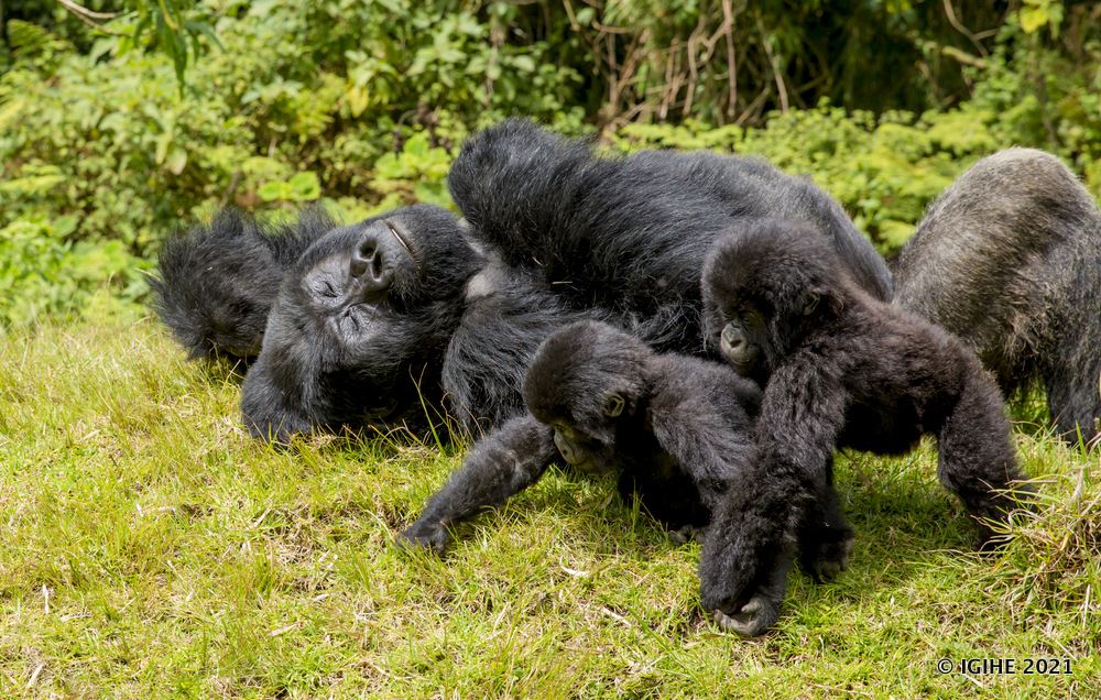 Mountain gorillas, which are primarily found in the Volcanoes National Park, have seen a remarkable population increase.
