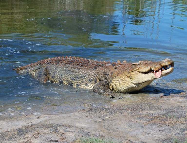 A crocodile has killed a resident of Kamonyi District, Rugarika Sector, Kigese Cell, Mibirizi Village, as he was fishing on River Nyabarongo this morning