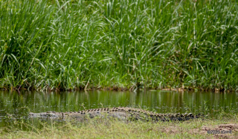 A crocodile in Akagera National Park.