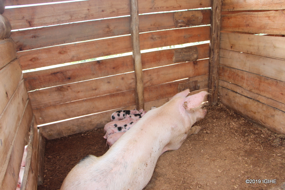 They were trained before receiving 5 pigs at the outset. Today, the number of pigs has risen to 35. Spark Microgrants in partnership with Gakenke district have selected.