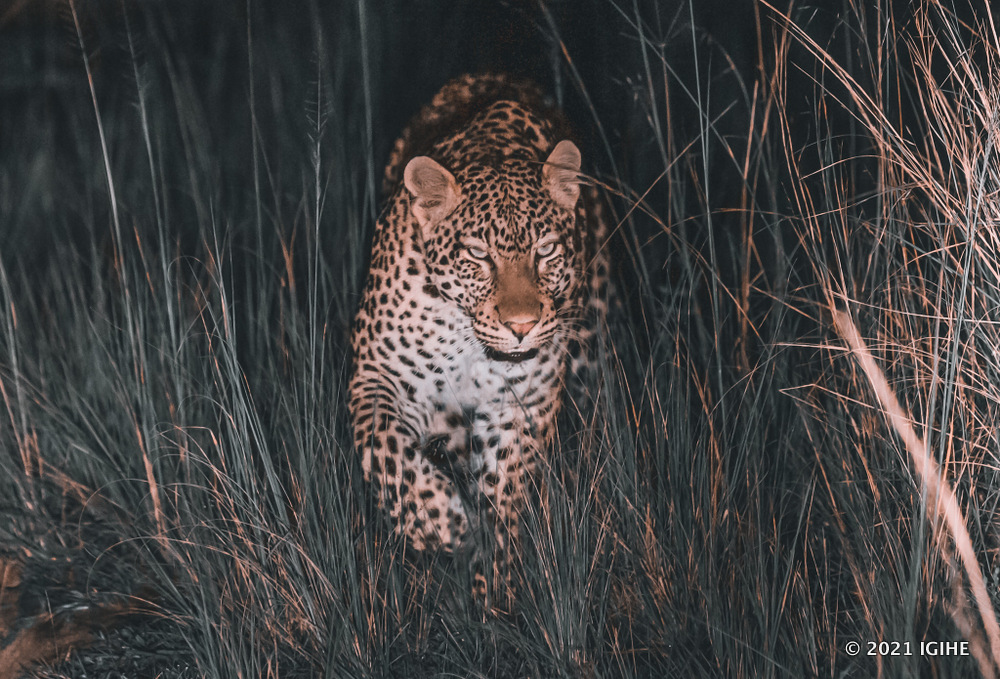 Leopards are among wild animals seen in Akagera National Park.