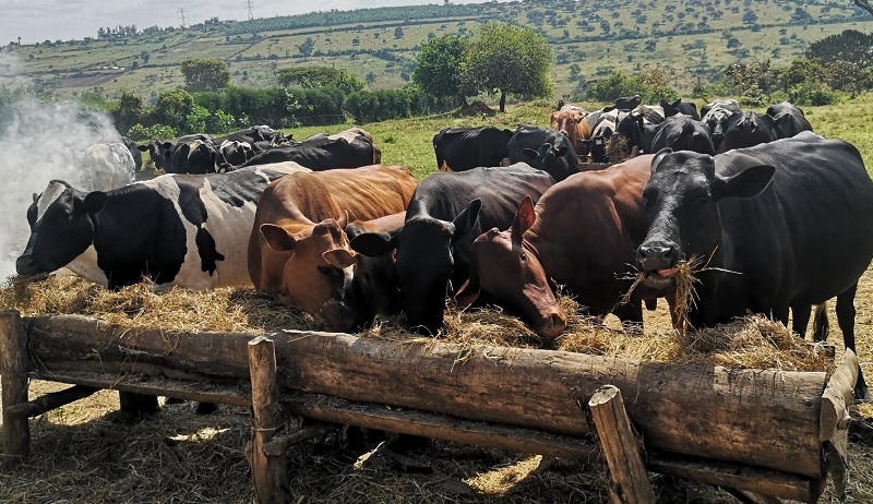 Three districts in the Eastern Province have been placed under livestock quarantine following the detection of FMD, a highly contagious viral disease in livestock, in Kayonza.