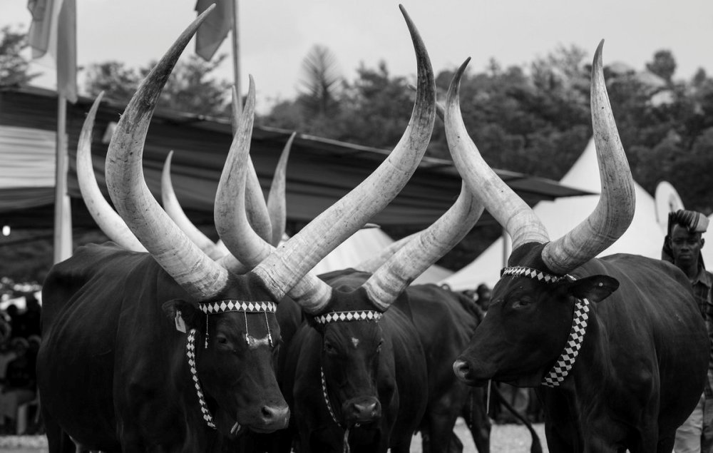 For generations, a cow offered during dowry introduction in Rwanda, represented gratitude rather than wealth.