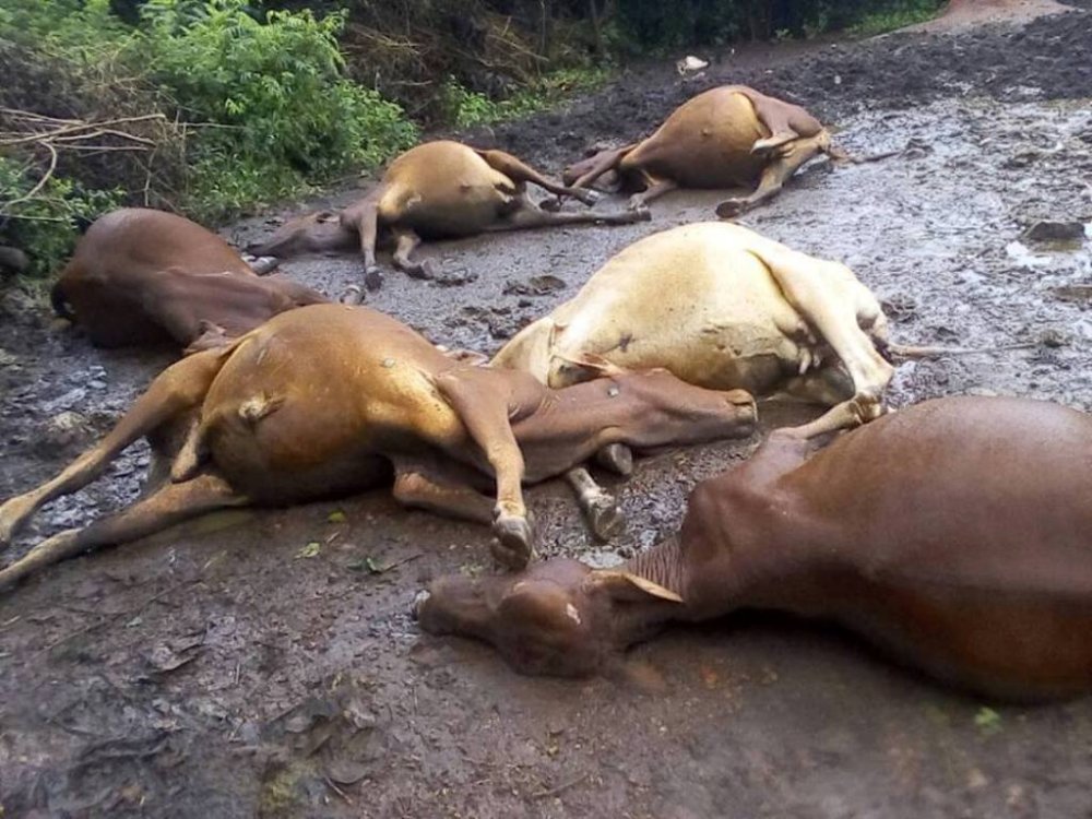 Lightning has killed ten cows in Ngoma District