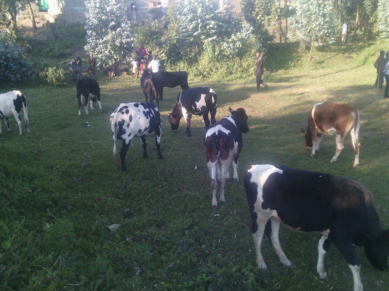 Donated cows