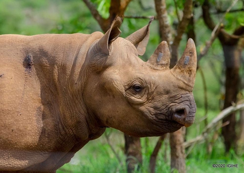 Rhinos are also common in Akagera National Park.