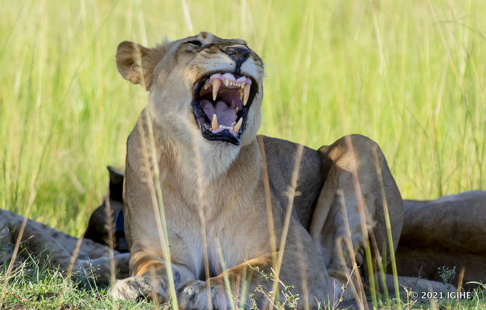 Lions were reintroduced in Akagera National Park in 2015 following years of extinction.