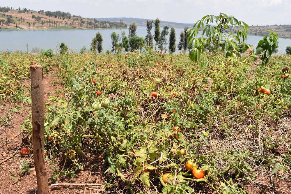 Duterimbere members now grow tomatoes on a large area