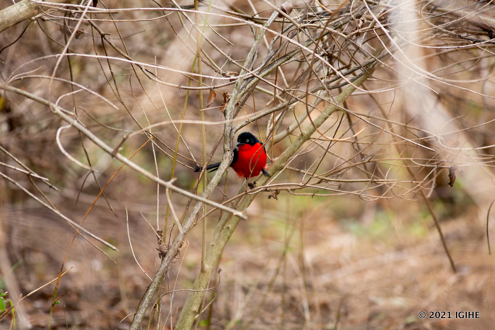 Bird tourism also attracts visitors to National Parks. 