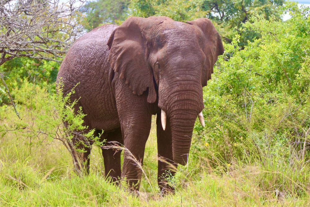 Rwanda is home to the big five and provides tourists with an enhanced exploration of the country's flora and fauna. 