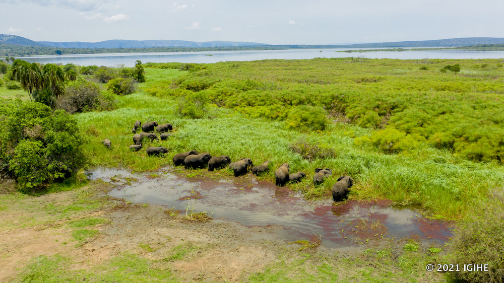 Akagera National Park has a large number of elephant population.