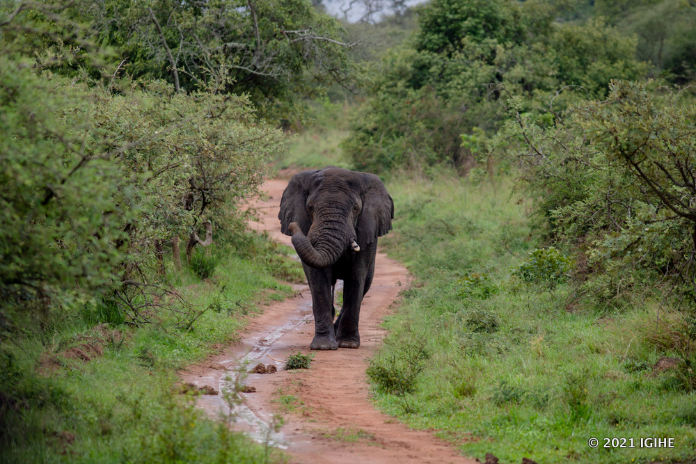 Elephants are among the 'Big Five', visitors can see in Akagera National Park can.