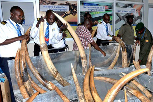 Officials from the Uganda customs and revenue authority check elephant tusks seized at the Entebbe international airport on June 19, 2012. A tonne of elephant tusks were seized at the airport on February 20, 2017.