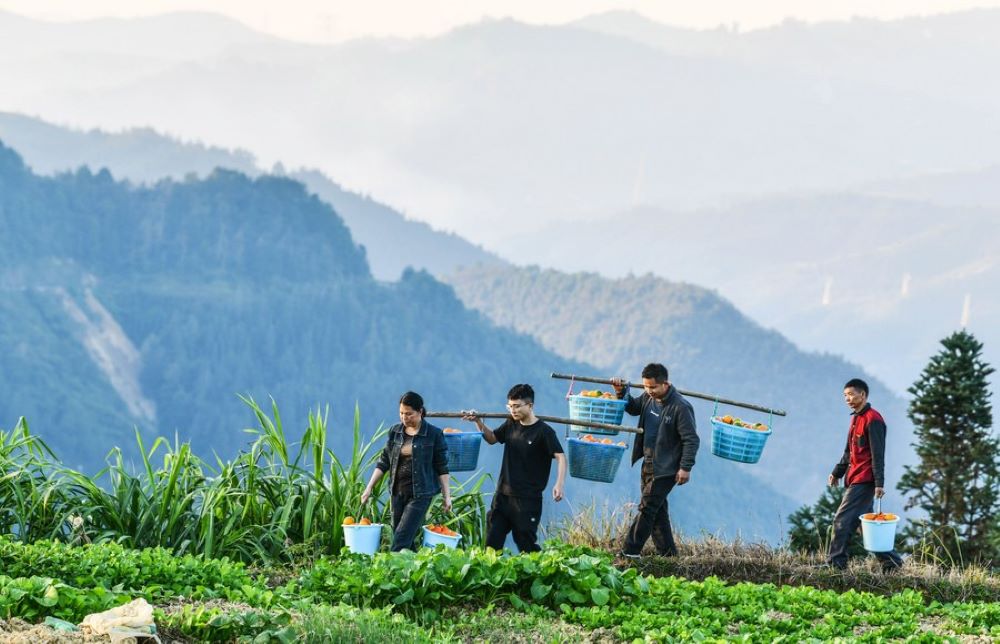 Poverty relief assistants and village officers help carry melons planted by villagers in Dongqin Village, Congjiang County of southwest China's Guizhou Province, Nov. 11, 2020. (Xinhua/Yang Wenbin)