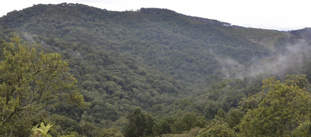 Rwanda has exceeded its national reforestation target under the first National Strategy for Transformation (NST1), achieving 31% forest cover, slightly above the initial 30% goal. This translates to 8,165 square kilometres of land now covered with trees across the country.
