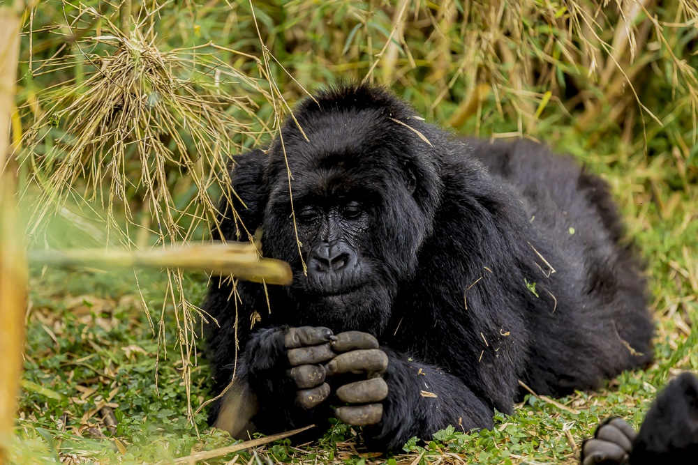 There remains a few  Mauntain Gorillas.