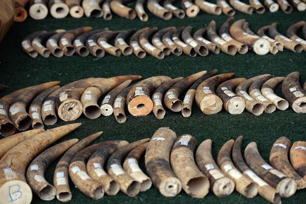 Elephant tusks seized in Vietnam and Thailand on December 18, 2015. Uganda is probing alleged collision of the country's wildlife agency and two Chinese diplomats in the trafficking of ivory.