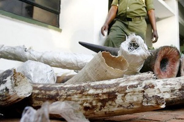 KWS rangers guard intercepted ivory at Jomo Kenyatta International Airport in the past. Police officers in Mutomo, Kitui County, on Thursday arrested a suspected ivory trader with seven pieces of tusks with a Sh3.5 million street value.
