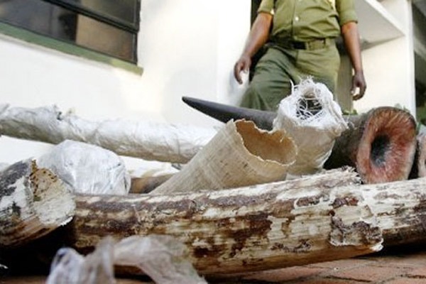 KWS rangers guard intercepted ivory at Jomo Kenyatta International Airport in the past. Four Administration Police (AP) officers were on Monday afternoon arrested with a five- kilogramme elephant tusk in Nairobi.