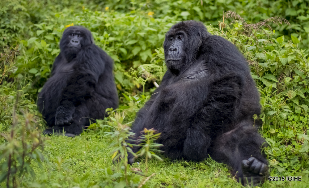 The facility will accommodate tourists visiting Rwanda and gorillas.
