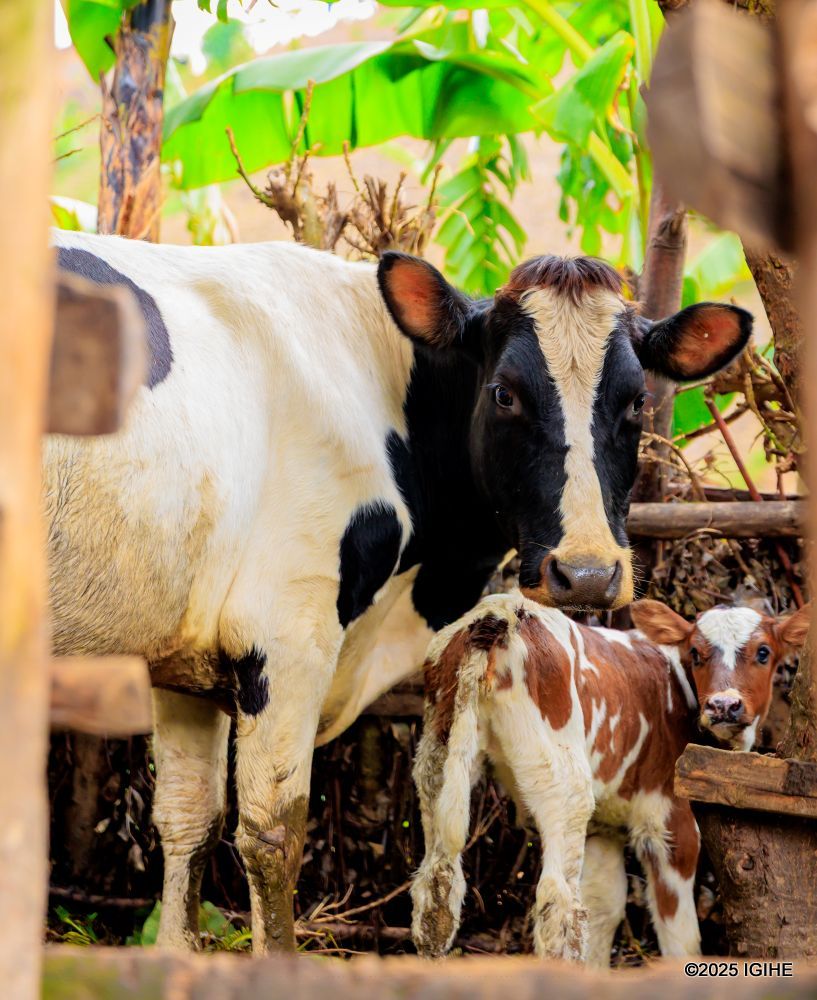 Residents of Musekera village say that cattle rearing has helped them increase crop yields by providing manure.