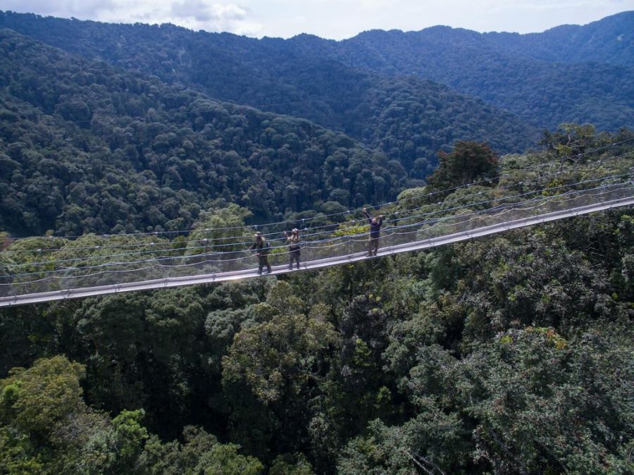 The view of canopy walkway in Nyungwe National Park.