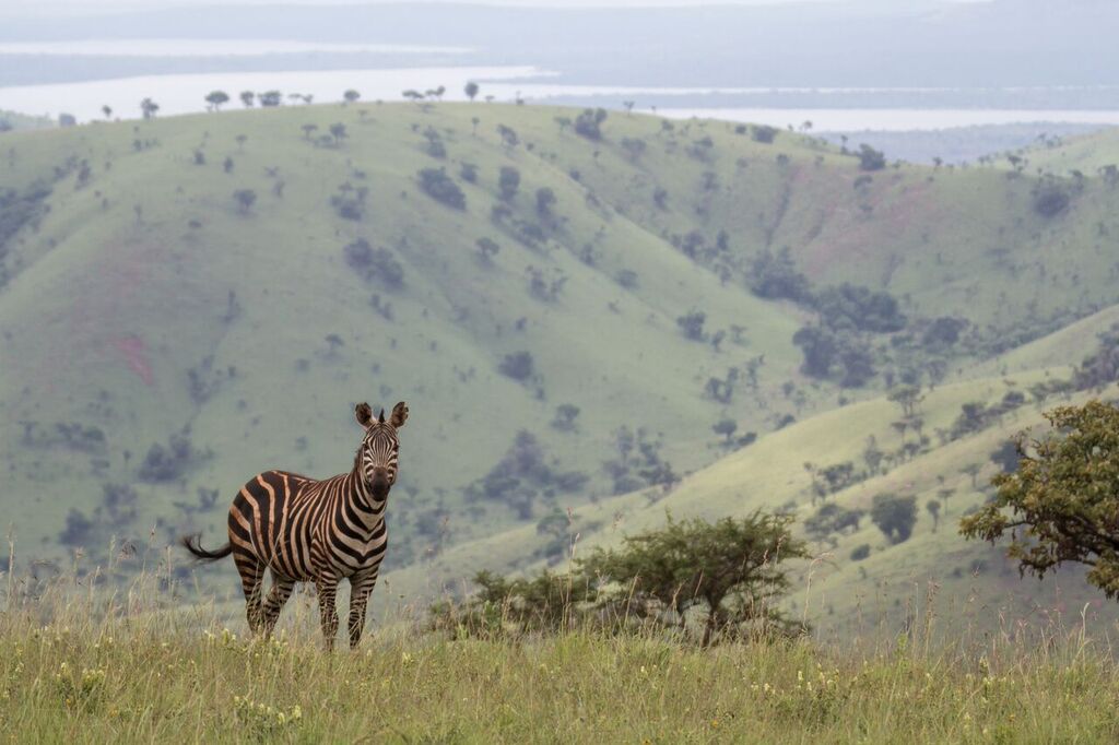 A zebra in Akagera National Park, Rwanda, which is managed by African Parks. Photo by John Dickens/African Parks.