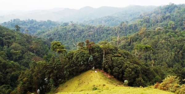 Gishwati National Park