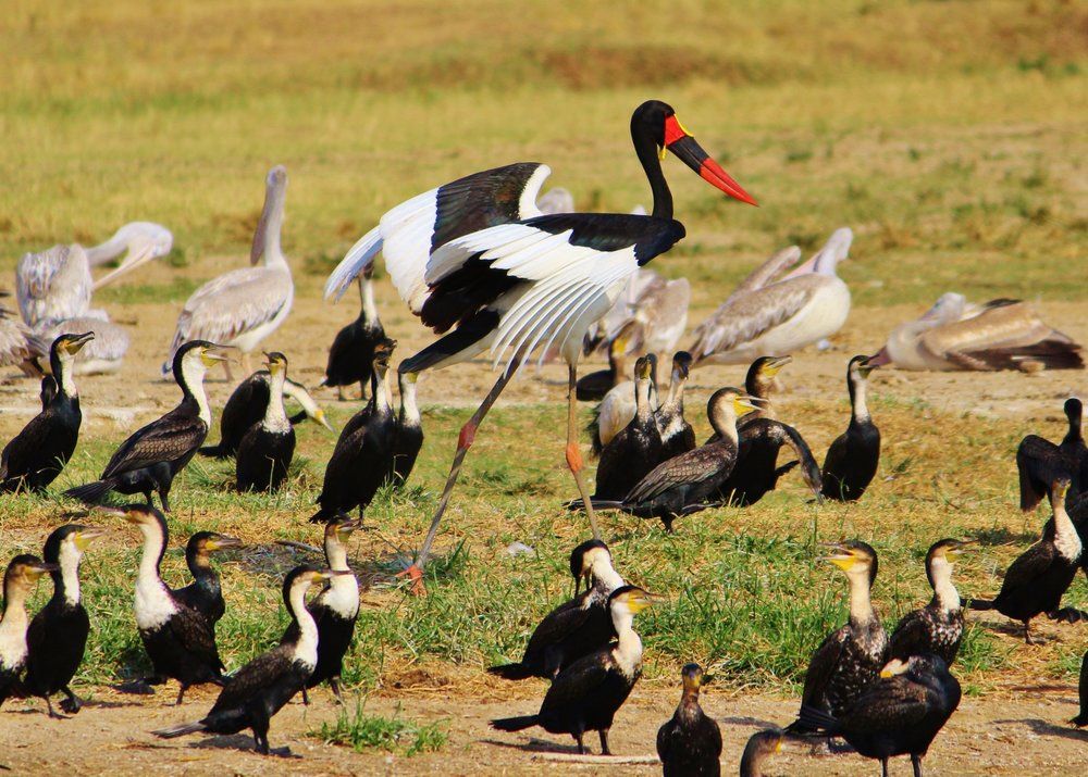 Akagera also boasts a rich birdlife.