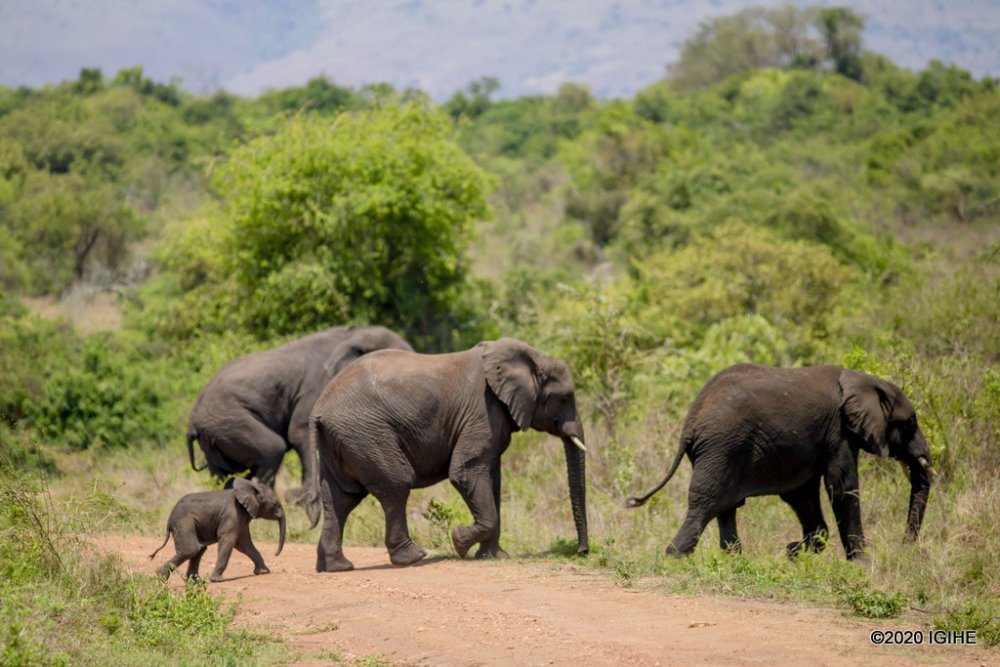 Rwanda plans to create a Regional Conservation Academy on an eight-hectare site near Akagera National Park, strengthening wildlife protection and environmental education across Africa.