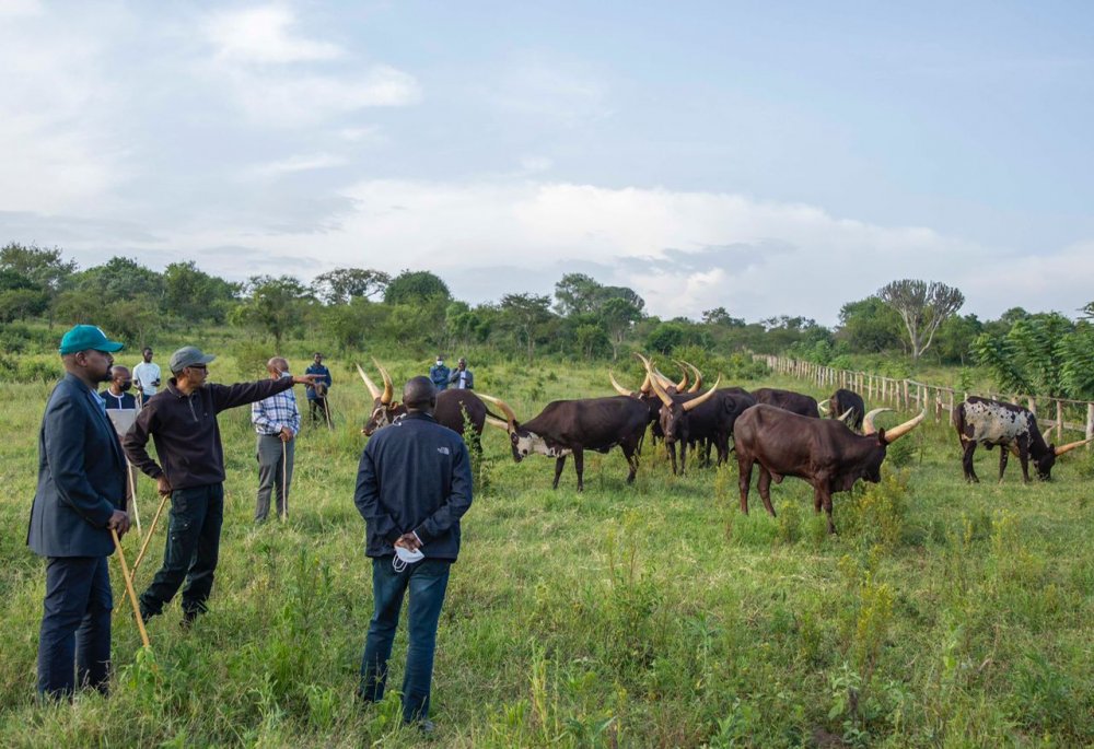 Lt Muhoozi revealed that President Kagame gave him ten cows.