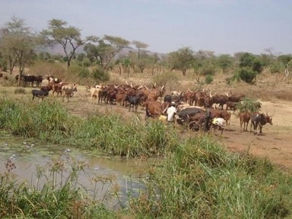 The drought has affected livestock where some animals succumbed to dry spells and other keepers sold off part of their stock
