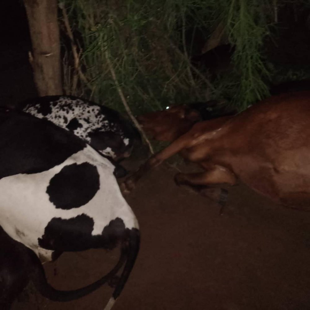 Local leaders have resolved to bury the seven cows struck by lightning. 