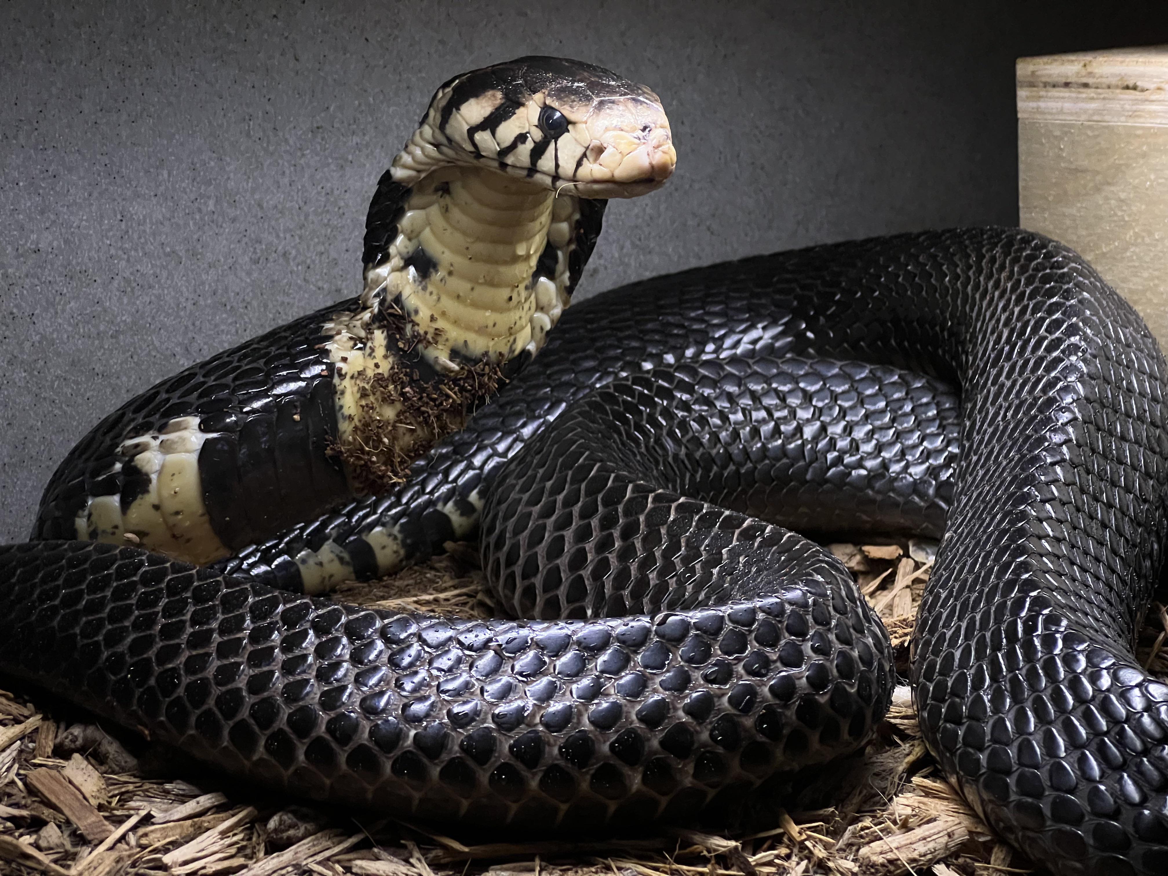 The forest cobra has a very strong neurotoxic venom.